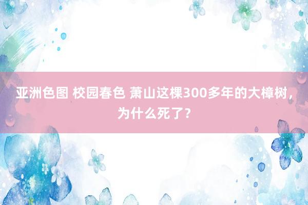亚洲色图 校园春色 萧山这棵300多年的大樟树，为什么死了？